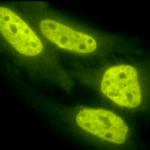 Acetylated Lysine, ALP conjugated in the group Antibodies Plant/Algal / DNA/RNA/Cell Cycle / Plant Epigenetics/DNA methylation at Agrisera AB (Antibodies for research) (AS15 3019)